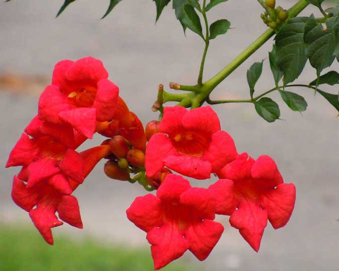 Golden Trumpet Vine