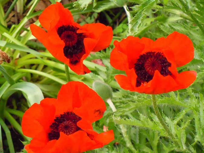 Poppies