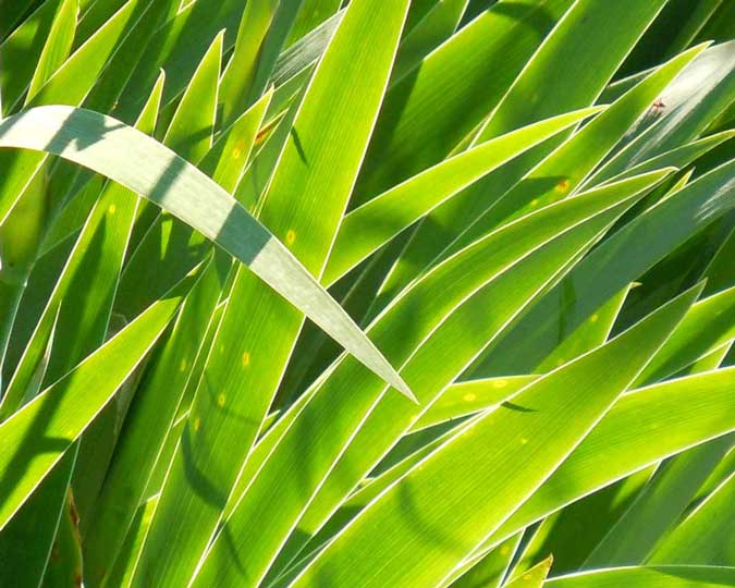 Iris Leaves