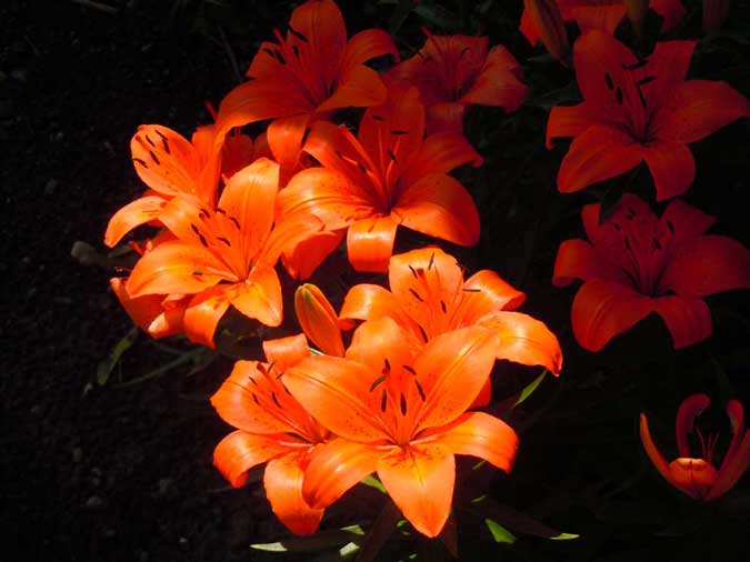 Orange Asiatic Lilies