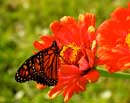 Monarch Butterfly on Zinnia I
