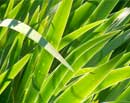 Iris Leaves