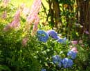 Astilbes & Hydrangeas