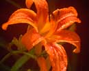 Tiger Lily After Rain