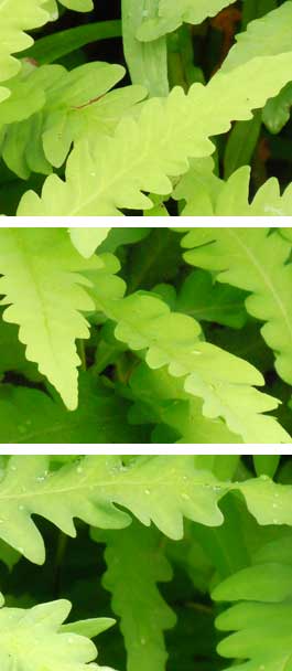 Ferns