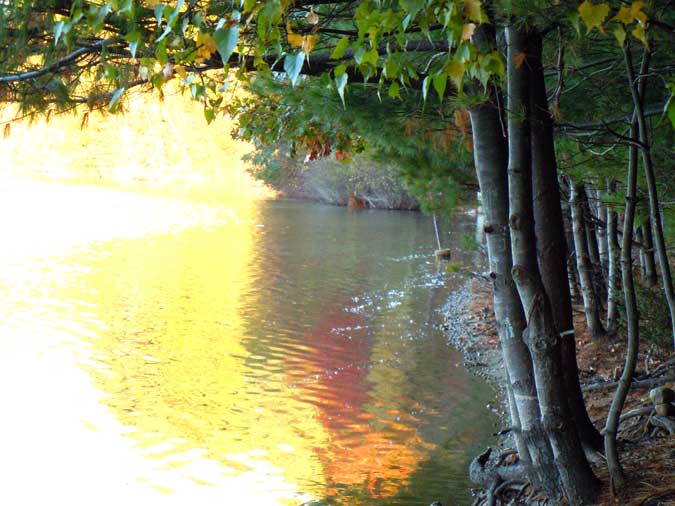 Blazing Yellow at Walden's Shore