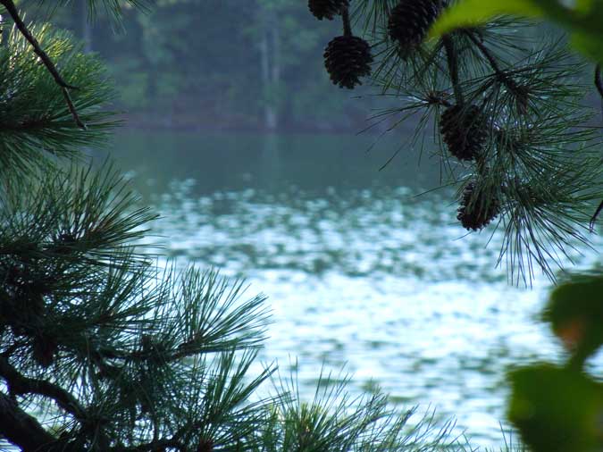 Framed by Pine Cones